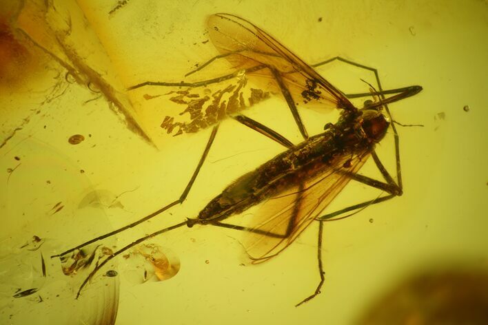 Fossil Fly (Diptera) In Baltic Amber #159833